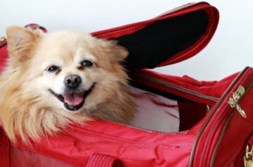 The Ultimate Guide to Choosing a Travel Suitcase for Dogs
